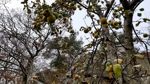 Green Apples and Falling Snow Vídeos de archivo 99533720
