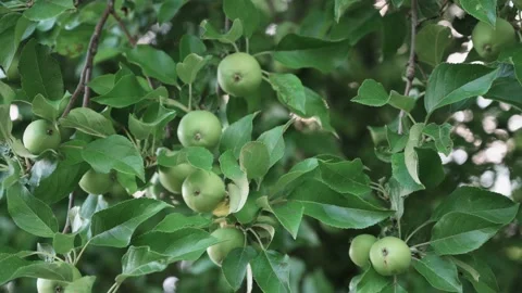 Green apples on an apple tree Stock Footage 141468417