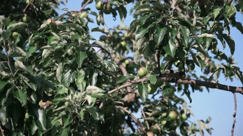 Green apples on an apple tree Stock Footage 141469943