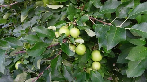 Green apples on the apple tree. Video stock 158942626