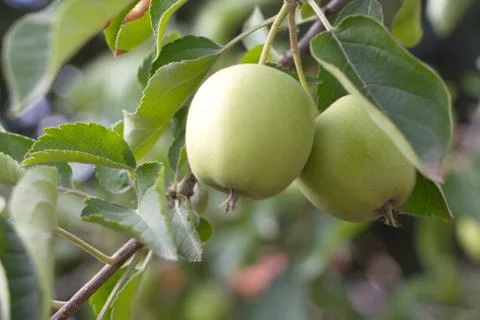 Green apples on an apple tree Stock Photos