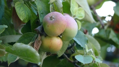Green apples, apples standing on the tree, organic green sour apples, Vídeos de archivo 111774818