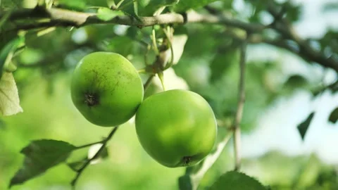 Green apples on a branch. close up Stock Footage 161026040