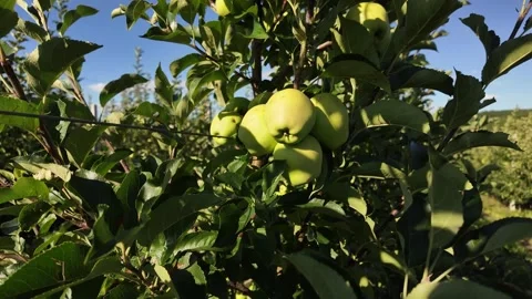 Green apples on a branch close-up. Stock Footage 326201365