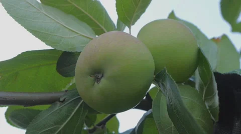 Green apples on a branch 스톡 동영상 58602323