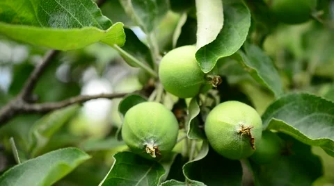 Green apples on branch Stock Footage 66438866