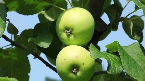 Green apples on a branch Stock Footage 69102355