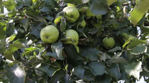 Green apples on a branch Video stock 79248568