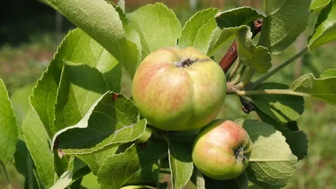 Green apples on the branch. Stock Footage 92779021