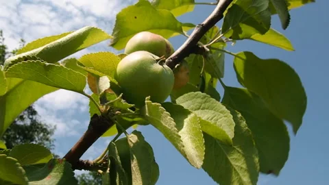 Green apples on the branch. Stock Footage 92779072