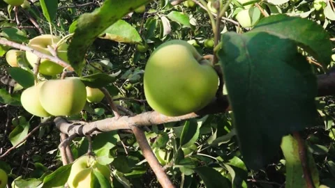 Green apples on a branch 動画素材 146627142
