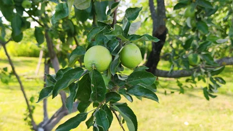 Green apples on a branch Stock Footage 201919006