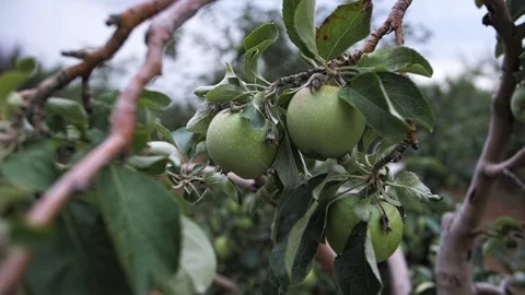 Green apples on a branch Stock Footage 224507110