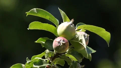 Green apples on a branch Stock Footage 244566970