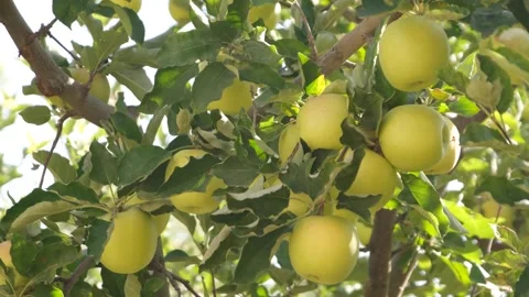 Green apples on the branch Stock Footage 294067749
