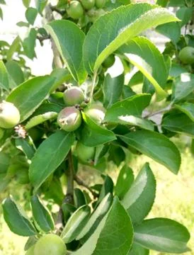 Green apples on branch Stock Photos