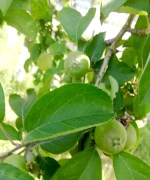 Green apples on a branch Stock Photos