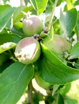 Green apples on branch Stock Photos