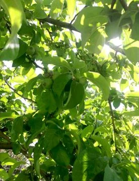 Green apples on branch Stock Photos