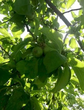 Green apples on branch Stock Photos