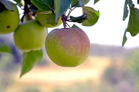 Green apples on the branch Stock Photos