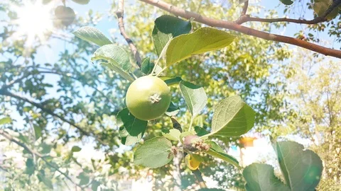 Green apples on a branch in the rays of the sun. Close up, 4k Resolution. Stock Footage 118356035