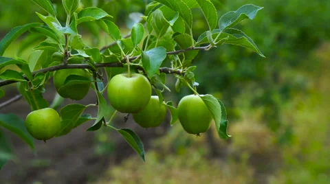 Green Apples on a Branch ready to be Harvested,Garden. Stock Footage 64901599