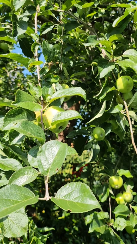 Green apples on a branch ready to be harvested with a selective focus and sof Stock Footage 201500020