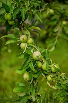 Green apples on a branch ready to be harvested Stock Photos