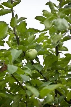 Green apples on the branches of an apple tree in the garden. Stock Photos
