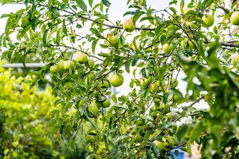 Green apples on branches of the apple tree 스톡 사진