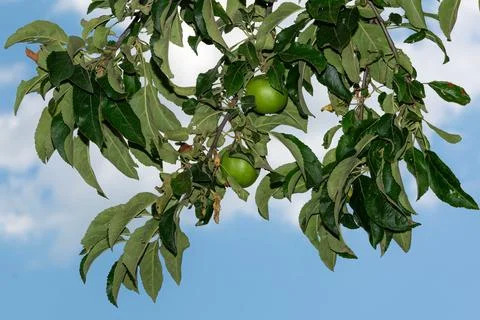 Green apples on branches of the apple tree Stock Photos