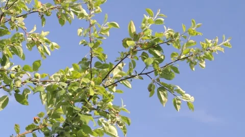 Green apples on branches with blue sky on the background. Stock Footage 132696572