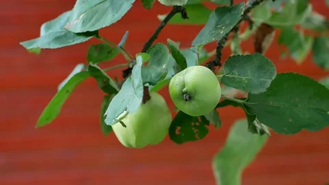 Green apples on the branches of a tree against a red wall. Stock Footage 216611796