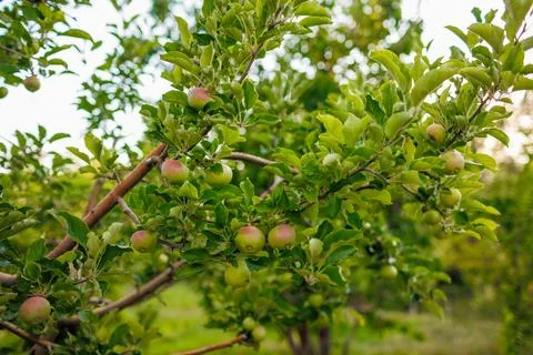 Green apples on the branches of a tree in the garden. apples on the tree. orc Stock Photos