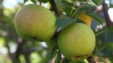 Green apples. close up Stock Footage 8656837