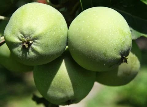 Green apples close up Stock Photos