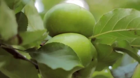 Green Apples, close Up, shallow depth of field Stock Footage 41451824