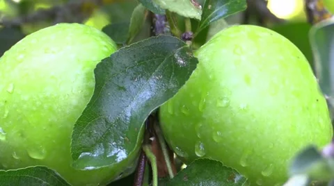 Green apples with drops after rain on tree Stock Footage 66240297