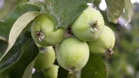 Green apples with drops after rain on tree 스톡 동영상 81463399