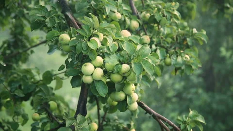 Green apples with drops after rain on tree Stock Footage 89747639