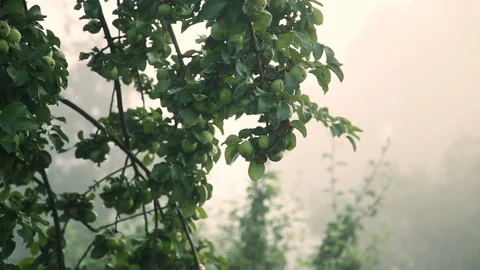 Green apples with drops after rain on tree Stock Footage 89747674