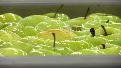Green apples floating on water Stock Footage 118657908