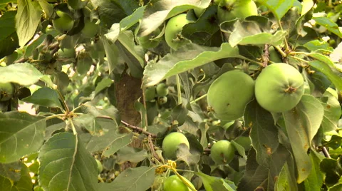 Green apples Stock Footage 68349056