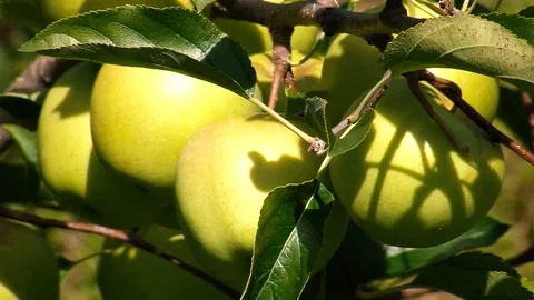 Green apples Stock Footage 108554781