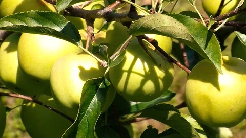Green apples Stock Footage 108554783
