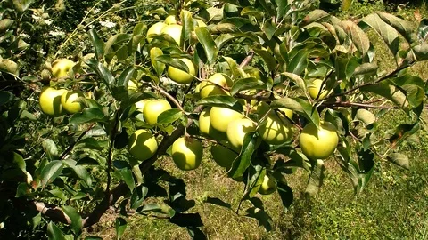 Green apples Stock Footage 108554801