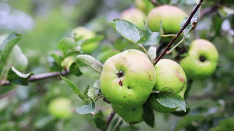Green apples Stock Footage 114664898