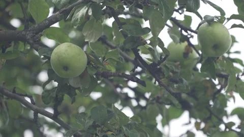 Green apples in the garden close up Video stock 137654307