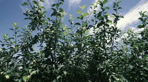 Green Apples on the Garden Tree Stock Footage 64605437